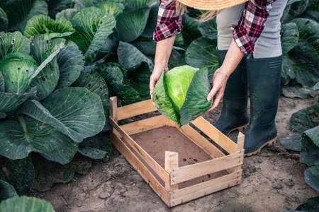 Woman harvesting cabbage from vegetable garden. Agricultural activity and gardening at organic farmの写真素材