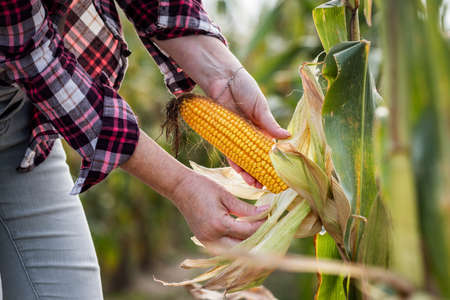 Farmer peeling corn cob and control quality before harvest. Agronomist in corn field. Agricultural...