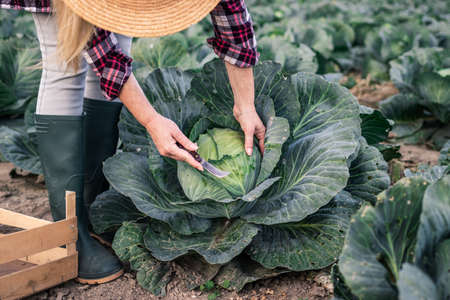 Farmer harvesting cabbage at field. Woman picking vegetable at organic farm. Agricultural activity in autumn seasonの写真素材