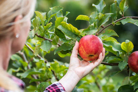 Woman picking red apple. Female farmer harvesting ripe apples from fruit tree at autumn seasonの写真素材