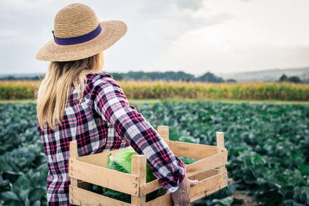 Woman harvesting cabbage at vegetable field. Female farmer with straw hat is holding wooden crate....