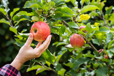 Hand picking red apple. Farmer harvesting ripe fruit. Homegrown produce of organic food from orchardの写真素材