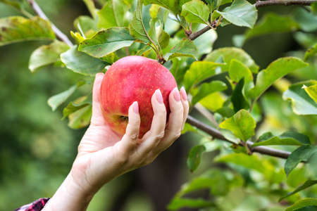 Woman picking ripe apple. Female hand harvesting red apples from fruit treeの写真素材