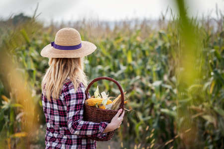 Woman holding wicker basket with harvested corn cob from field. Female farmer with straw hat looking at her agricultural fieldの写真素材
