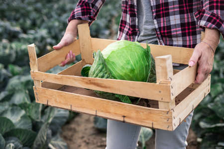 Farm worker holding wooden crate with harvested cabbage at field. Gardening and harvesting at autumn seasonの写真素材
