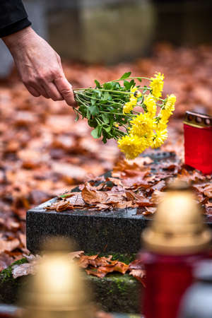 Woman is putting flowers at grave in cemetery. Grief for dead person. Close-up hand with yellow chrysanthemum flowerの写真素材