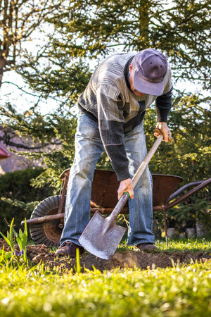 Senior man digging hole in garden and planting tree. Gardening at spring. Man working with spadeの写真素材