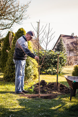Senior man planting fruit tree in garden. Working and gardening during springtime. Cultivated backyardの写真素材