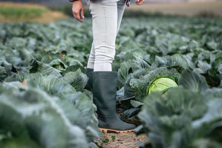 Rubber boot. Farmer standing in cabbage field. Gardening at vegetable organic farmの写真素材