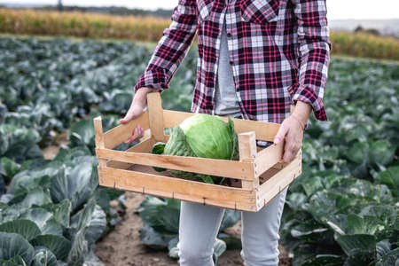 Organic farming. Woman harvesting cabbage from field. Farmer holding wooden crate with harvested leaf vegetableの写真素材