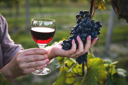 Woman drinking red wine at vineyard. Female sommelier tasting homemade wineの写真素材
