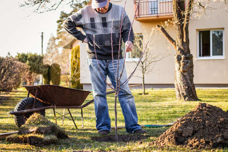 Planting tree in garden. Senior man gardening at spring. Old gardener cultivating his backyardの写真素材