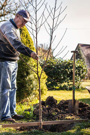 Planting tree in garden. Senior man gardening at spring. Old gardener cultivating his backyardの写真素材