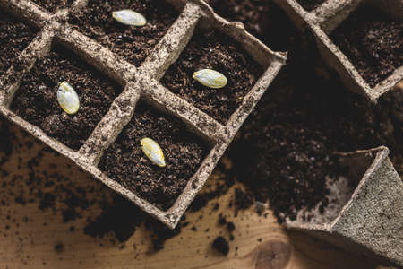Peat pot with planted seeds. Sowing pumpkin seed in soil. Planting and gardening at springの写真素材