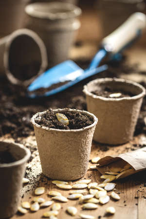Planting pumpkin seed into peat pot on table. Gardening at spring. Sowing seeds into soil and compostの写真素材