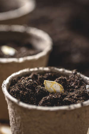 Closeup pumpkin seed planted in peat pot. Gardening and sowing at springtime. Compost and soil in...