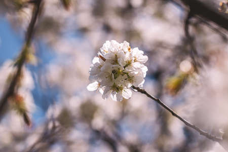 Cherry blossom. Blooming branch of fruit tree at spring. Floral backgroundの写真素材