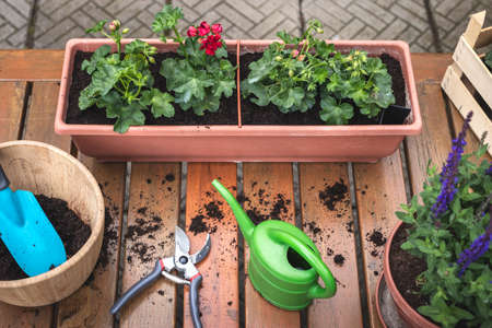Potted flowering plant. Gardening equipment on wooden table. Planting pelargonium flowers in window boxの写真素材