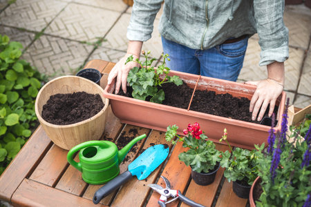 Planting geranium seedling into flower pot. Woman gardening at backyard in springtime. Pelargonium plant on wooden tableの写真素材