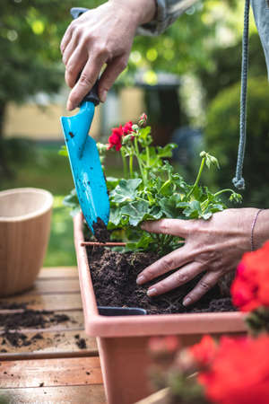 Woman with shovel is putting soil into flower pot. Gardening at spring. Planting geranium flowers into window box in gardenの写真素材