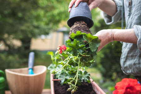 Woman planting geranium flower into window box. Repotting pelargonium plant seedling in gardenの写真素材