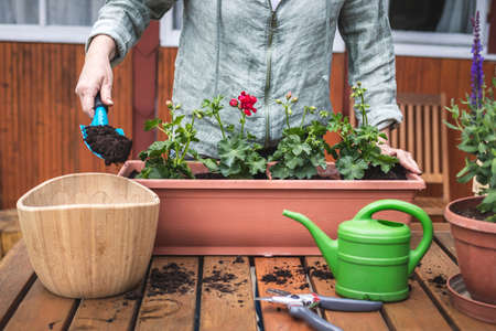 Planting geranium flowers into window box at backyard. Woman with shovel is putting soil in flower pot. Gardening in springの写真素材