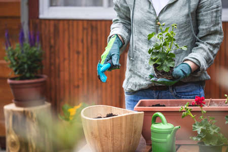 Gardening in spring. Woman planting geranium plant into flower pot. Female gardener holding pelargonium seedling and shovelの写真素材