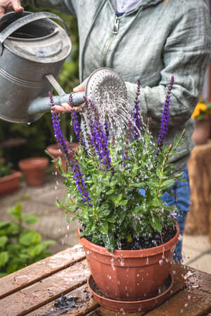 Potting Salvia Nemorosa in flower pot. Flowering sage herb. Watering can in female hand. Gardening at springtimeの写真素材