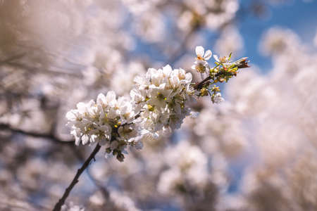 Cherry blossom. Blooming branch of cherry tree at spring. White and pink petalの写真素材
