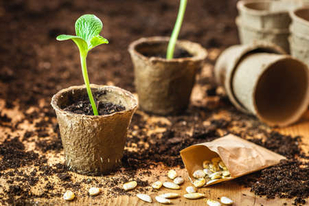 Planting and germinating pumpkin seeds in biodegradable peat pots. Small green seedling for vegetable gardenの写真素材