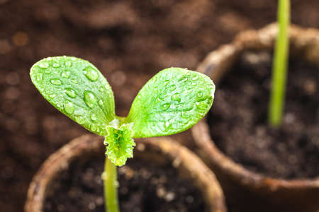 Close-up leaf of seedling with water drops. Growth planted pumpkin plant in biodegradable peat pot in vegetable gardenの写真素材