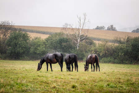 Herd of horses grazing on pasture in rain. Beautiful animals in autumn landscape. Thoroughbred horse at meadowの写真素材
