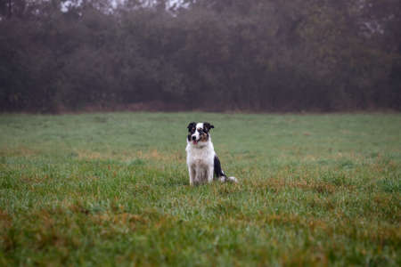 Border Collie sitting in foggy nature. Cute dog in grass outdoorsの写真素材