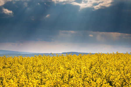 Rapeseed field and clouds in sky with sunbeam. Blooming oilseed field at spring. Selective focus and blurry dramatic sky backgroundの写真素材