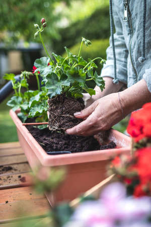 Planting pelargonium plant in garden. Geranium seedling in female handの写真素材