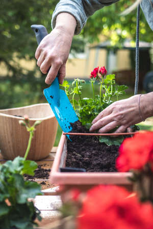 Planting geranium flowers into window box in garden. Woman with shovel is putting soil into flower pot. Gardening at springtimeの写真素材