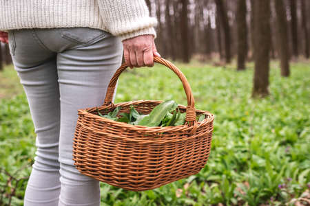 Woman holding basket with harvested wild garlic leaves in forest. Harvesting ramson herb at springtime. Healthy lifestyle and organic food from woodlandの写真素材