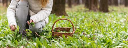 Woman picking wild garlic (allium ursinum) in forest. Harvesting Ramson leaves herb into wicker basketの写真素材