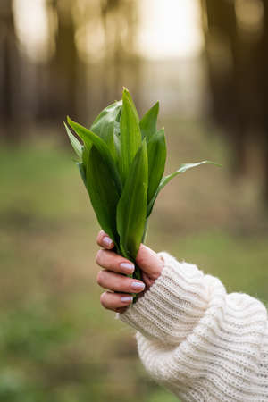 Wild garlic (allium ursinum) in female hand. Woman holding bunch of herbal Ramson leaves in woodlandの写真素材