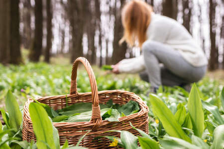 Woman picking wild garlic (allium ursinum) in forest. Harvesting Ramson leaves herb into wicker basket. Selective focusの写真素材