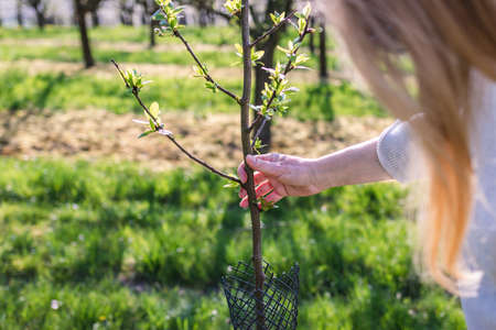 Farmer control plum tree sapling in fruit orchard at springtime. Agricultural activity in organic farmの写真素材