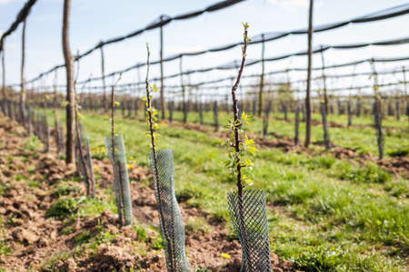 Apple orchard with fruit tree in a row. Cultivated sapling trees with protective netting at springの写真素材