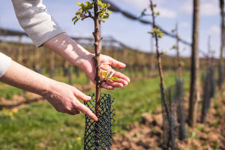 Farm worker is wrapping protective plastic net at fruit sapling in orchard. Gardening and agricultural activity in spring. Apple tree in organic farmの写真素材
