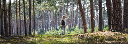 Woman hiking at footpath in forest. Panoramic view of pine woodland with female tourist person with backpack and hatの写真素材