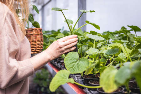 Woman shopping zucchini seedling at plant nursery. Customer choosing and buying vegetable plants from organic farm greenhouseの写真素材