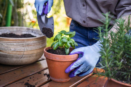 Woman planting basil herb into flower pot on table in garden. Gardening in springの写真素材