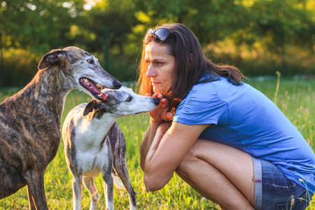 Woman and her greyhounds. Enjoyment of spending time with dogs outdoors in summer. Pet owner relaxing with spanish galgo and whippet in natureの写真素材