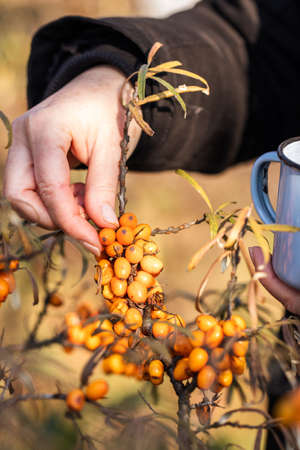 Hand picking sea buckthorn. Harvesting berry fruit for healthy eatingの写真素材
