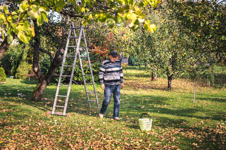 Senior man is ready for picking apple fruit from ladder in organic garden. Harvesting and gardening in autumn season. Homegrown produceの写真素材