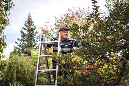 Happy senior farmer picking apple fruit from ladder in garden. Harvesting organic apples in autumn season. Agricultural activity and homegrown produce in orchardの写真素材